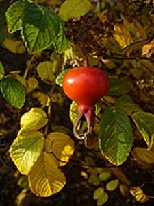 ROSA RUGOSA (Historic) (Species)